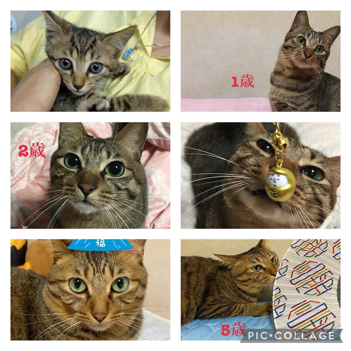 mieko⭐︎BROS.5期生 tweet media