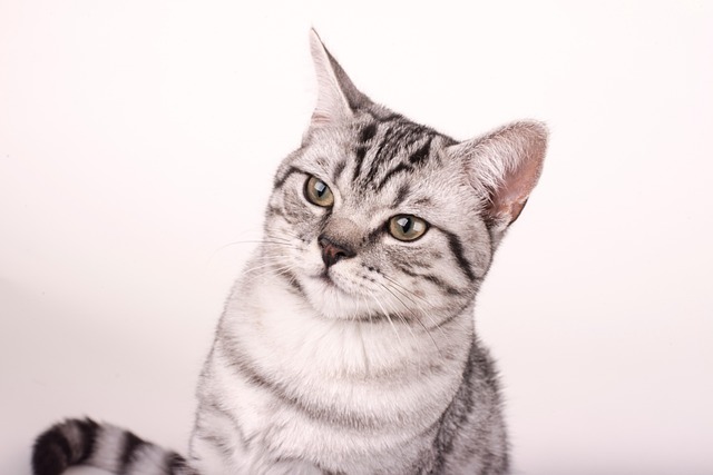 Stephanie Bless tweet media