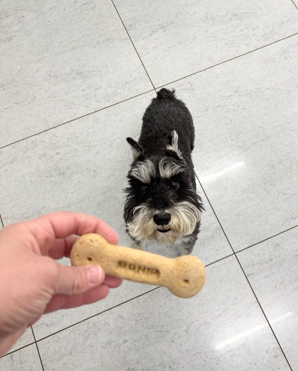 gandsdogcare's tweet image. Jumbo sized biscuits? Luna says yes please! 🦴😋
#islington #london #northlondon #barnsbury #canonbury #angel #kingscross #holloway #highbury #dogdaycare #doggiedaycare #doggydaycare #schnauzer #minischnauzer #miniatureschnauzer