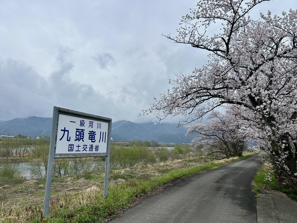 tightlines_x's tweet photo. 桜は満開です。 https://t.co/u3JSbL1tCL