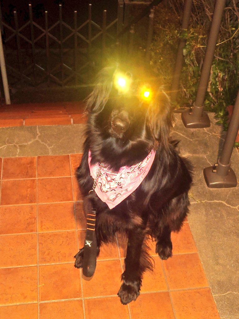 堕落人@店長 tweet media