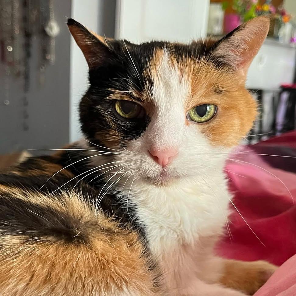 Sara Mary ⭐❤️ tweet media