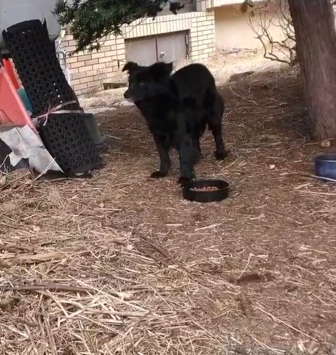 たぬきちゃん tweet media