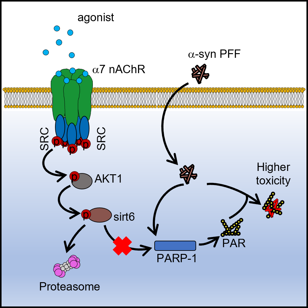 Protein_Cell's tweet photo. Stimulation of α7 nAChRs played a role in suppressing PARP1 hyperactivation and PAR production, consequently reducing the α-syn aggregation and toxicity in Parkinson's disease.https://t.co/1rj4t25TFm https://t.co/tHMAFEWAwt