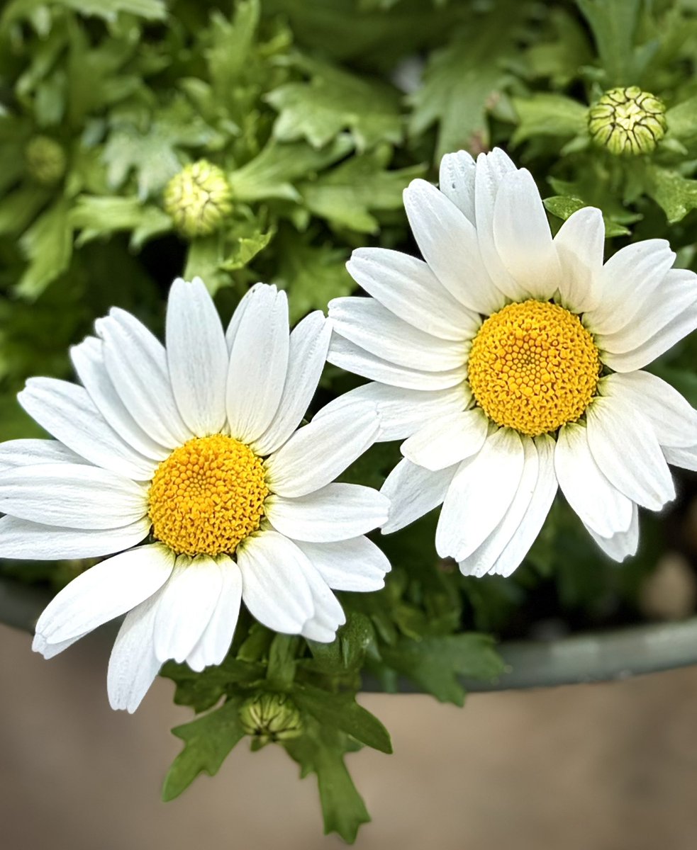 クララ🌸🌤 tweet media