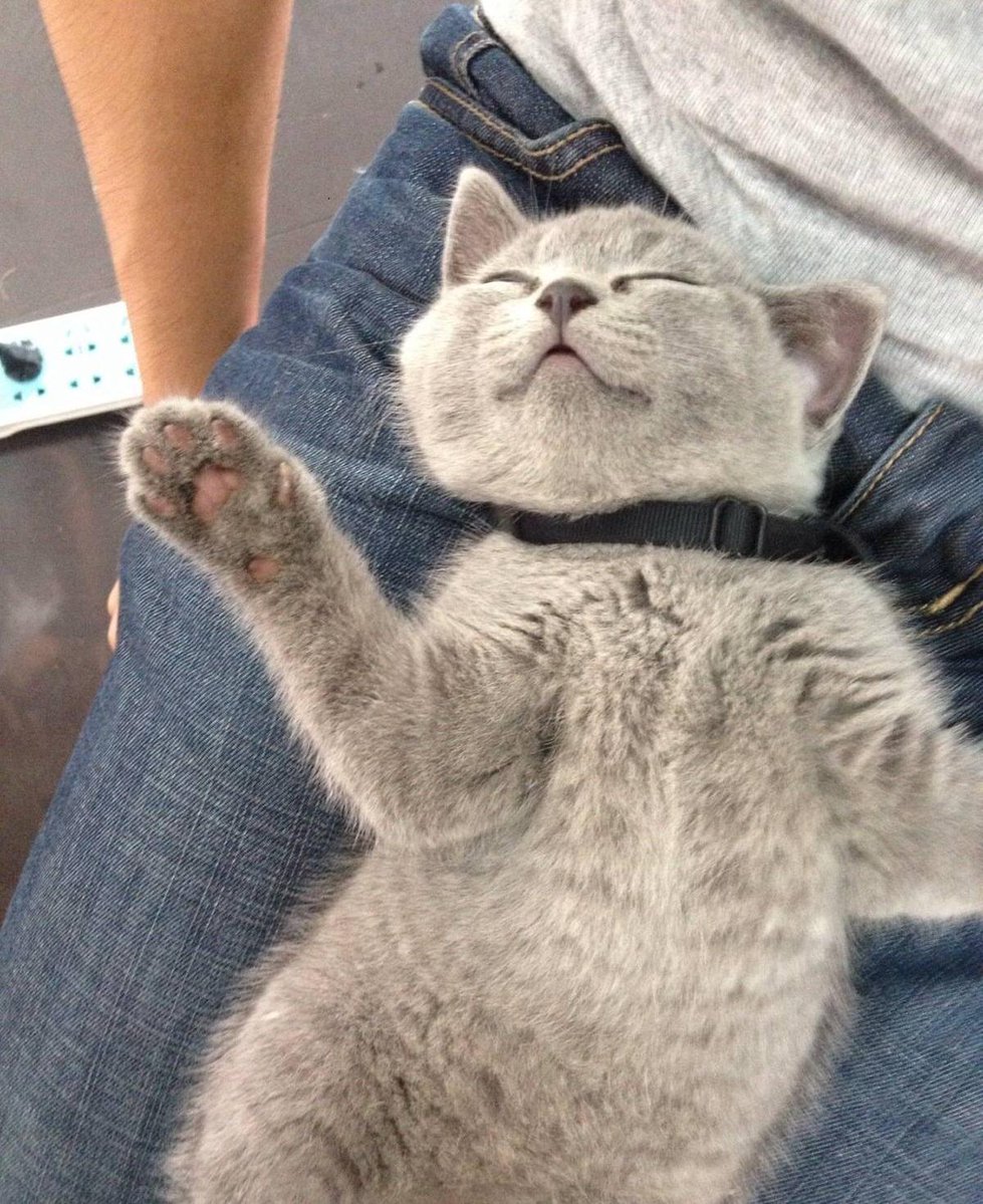 Shailendra Meena tweet media