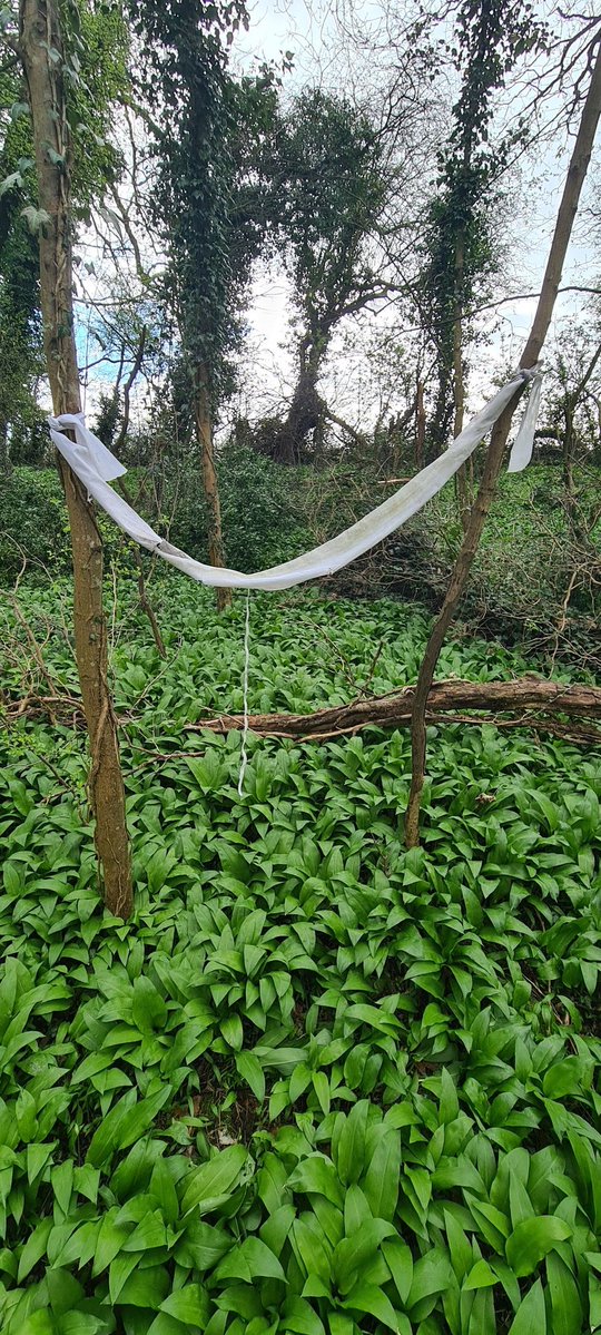 Mike The Litterpicker tweet media