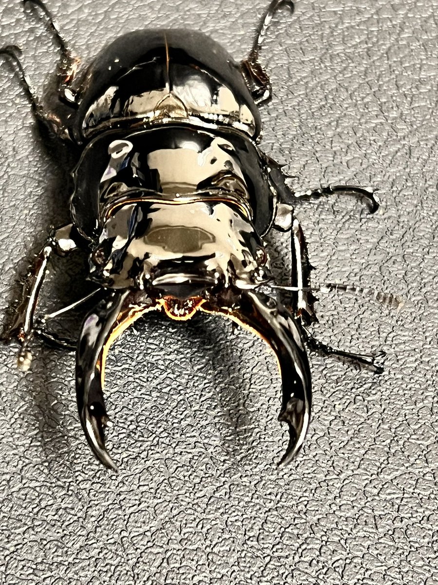 dorcus_laboratory(どるら) tweet media