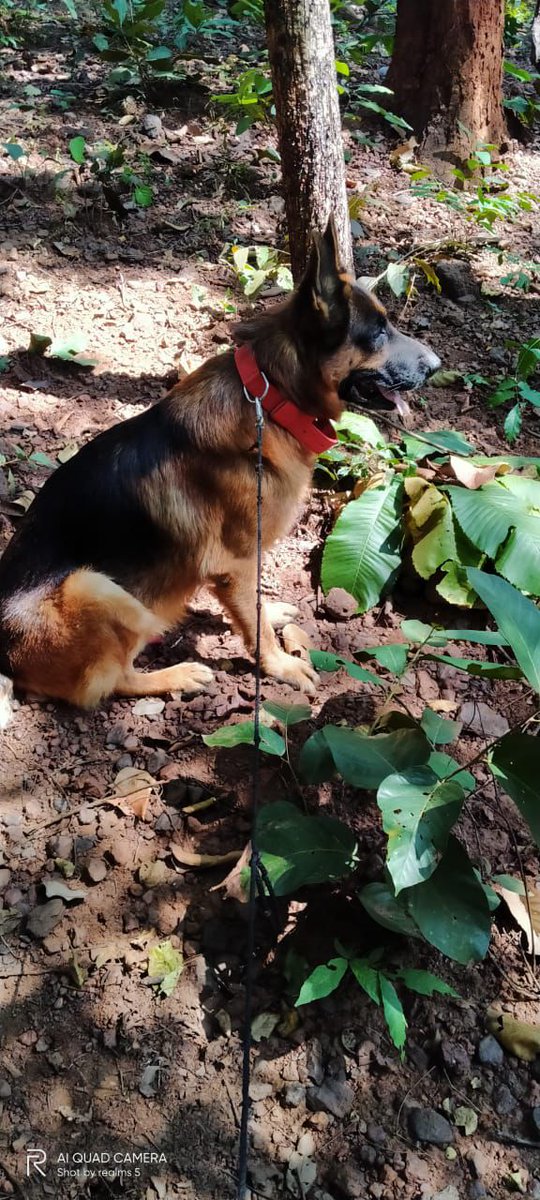 SSBFTRLUCKNOW's tweet image. मौन वीरों को नमन 🐾🇮🇳
छत्तीसगढ़ के नक्सल प्रभावित क्षेत्रों में #SSB के साहसी K9 योद्धाओं का नक्सलवाद के समूल उन्मूलन में योगदान अत्यंत महत्वपूर्ण रहा है। नक्सलवाद के अंत की इस लड़ाई में आपकी निष्ठा, हमारी विजय का आधार है। 
@PMOIndia @HMOIndia @PIBHomeAffairs @SSB_INDIA