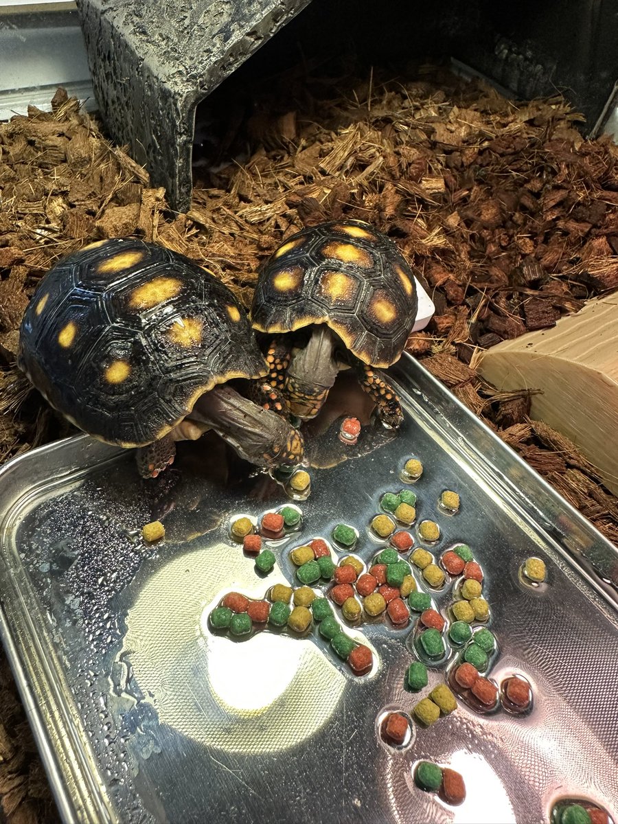 爬虫類ショップ 天和（tenwa_reptiles） tweet media