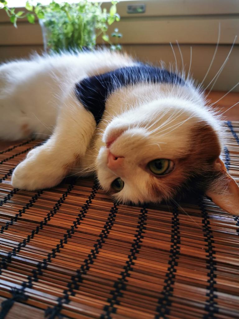 🌊🏔🪷🌸🐈‍⬛☸️ tweet media