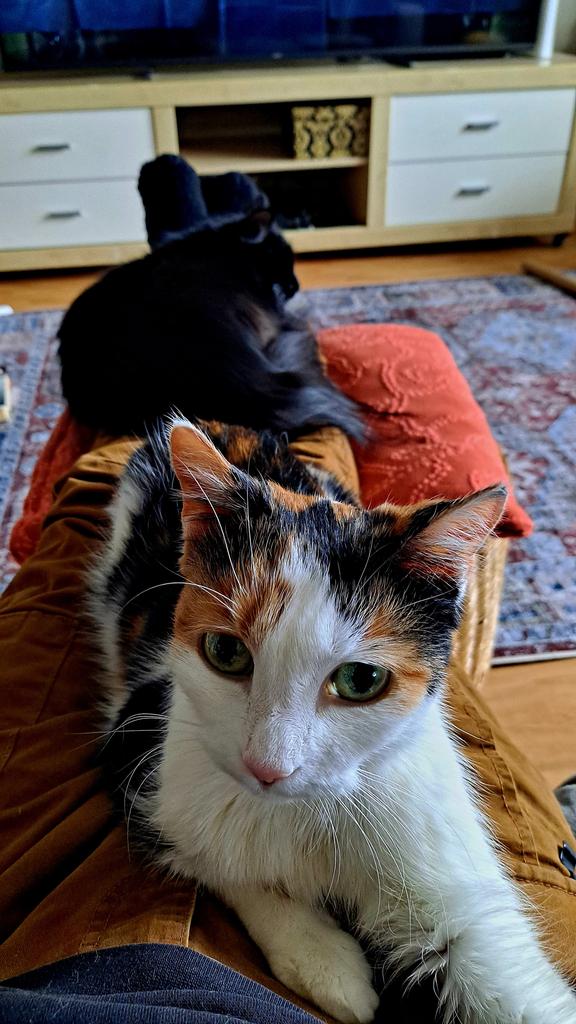 🌊🏔🪷🌸🐈‍⬛☸️ tweet media