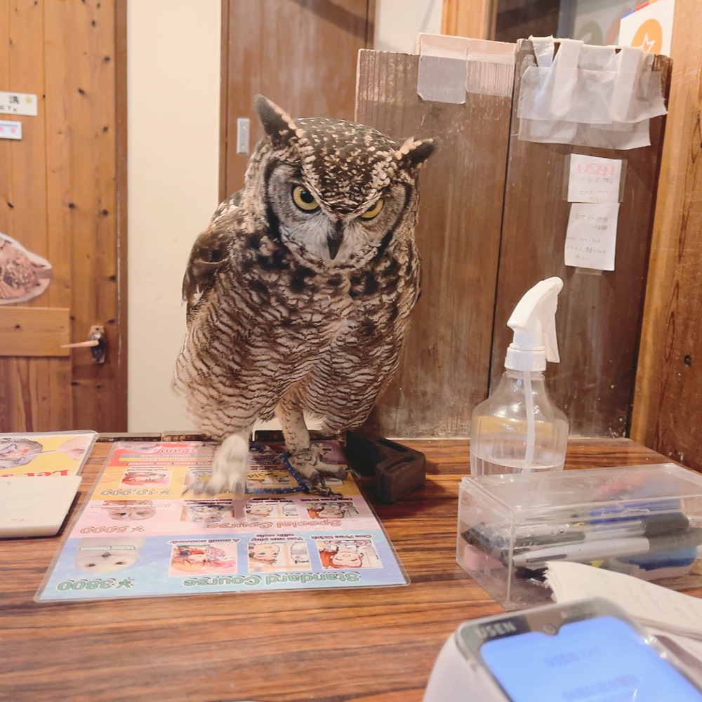 ふくろうの里 Owl Village tweet media