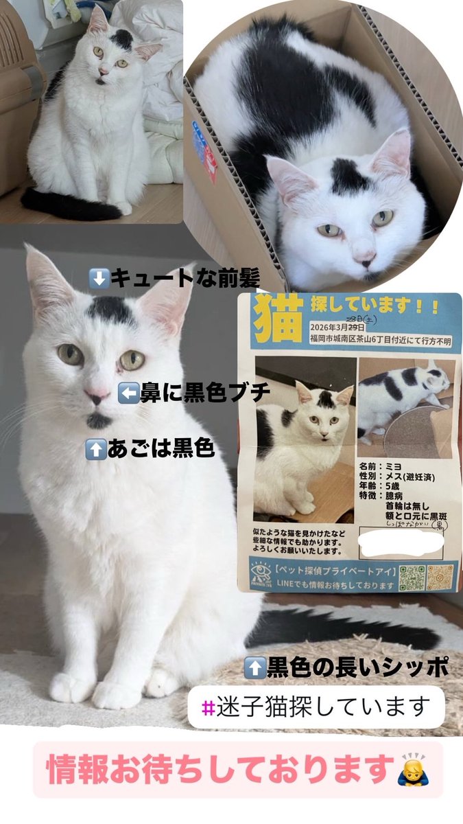 おもちこ(ふりかけダンス) tweet media