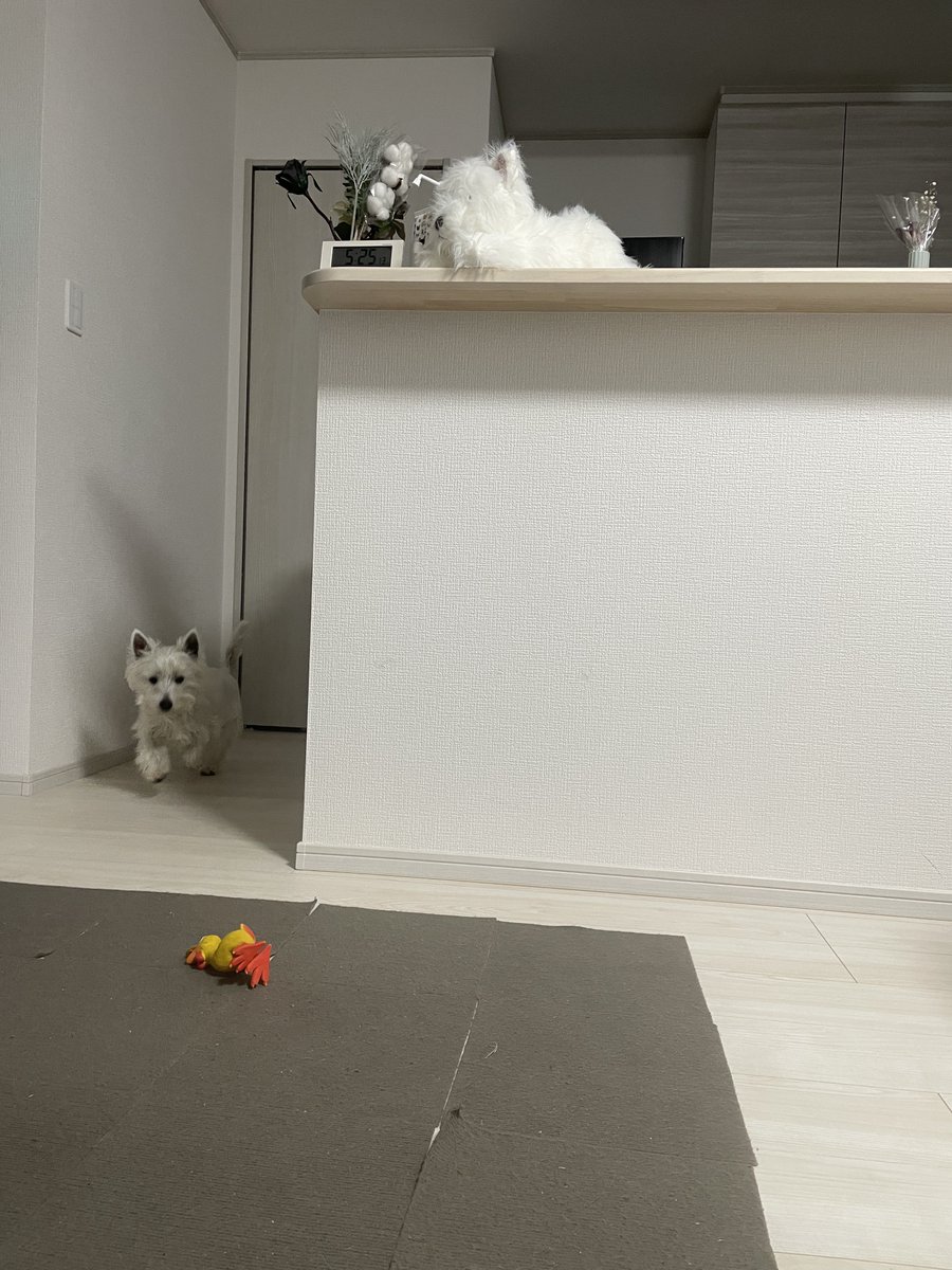 もちもちたおち tweet media