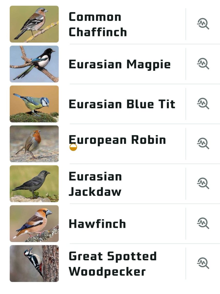 Лисья курочка tweet media