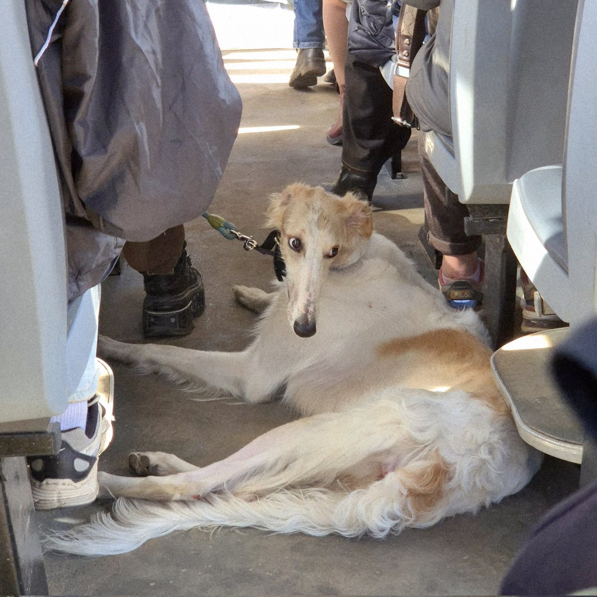 Бебрик tweet media