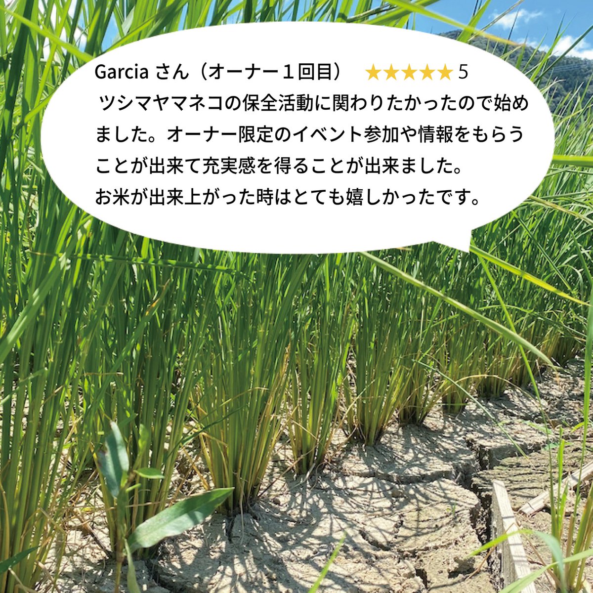 佐護ヤマネコ稲作研究会（公式） tweet media