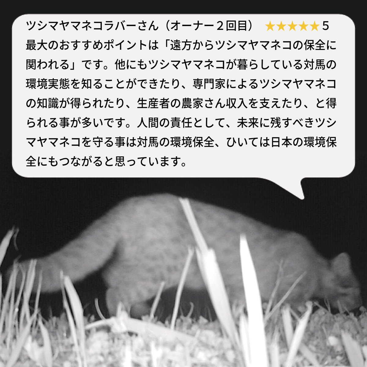 佐護ヤマネコ稲作研究会（公式） tweet media