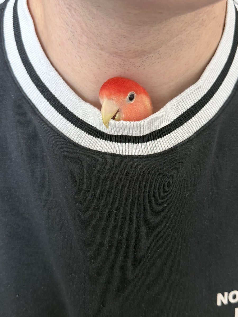 Don Cryptonium (rush) tweet media