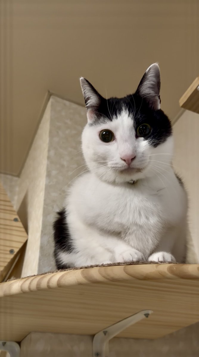 黒猫Ｙoちゃん（3にゃん） tweet media