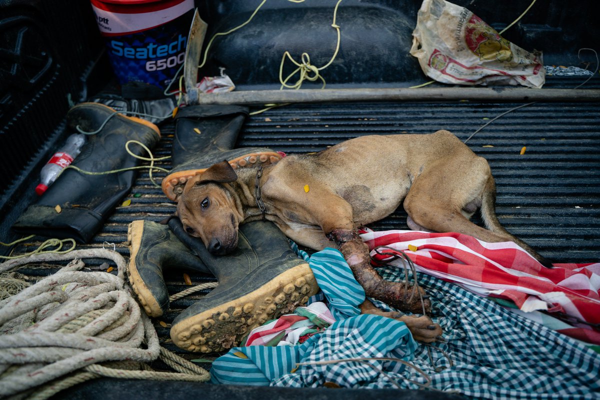 มูลนิธิเพื่อสุนัขในซอย (ซอยด๊อก) tweet media