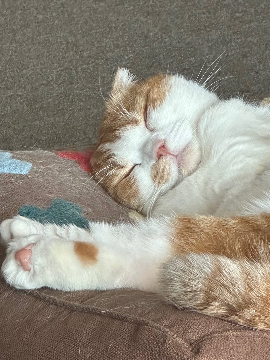 WHEEIN VietNam🐶휘인 베트남 tweet media