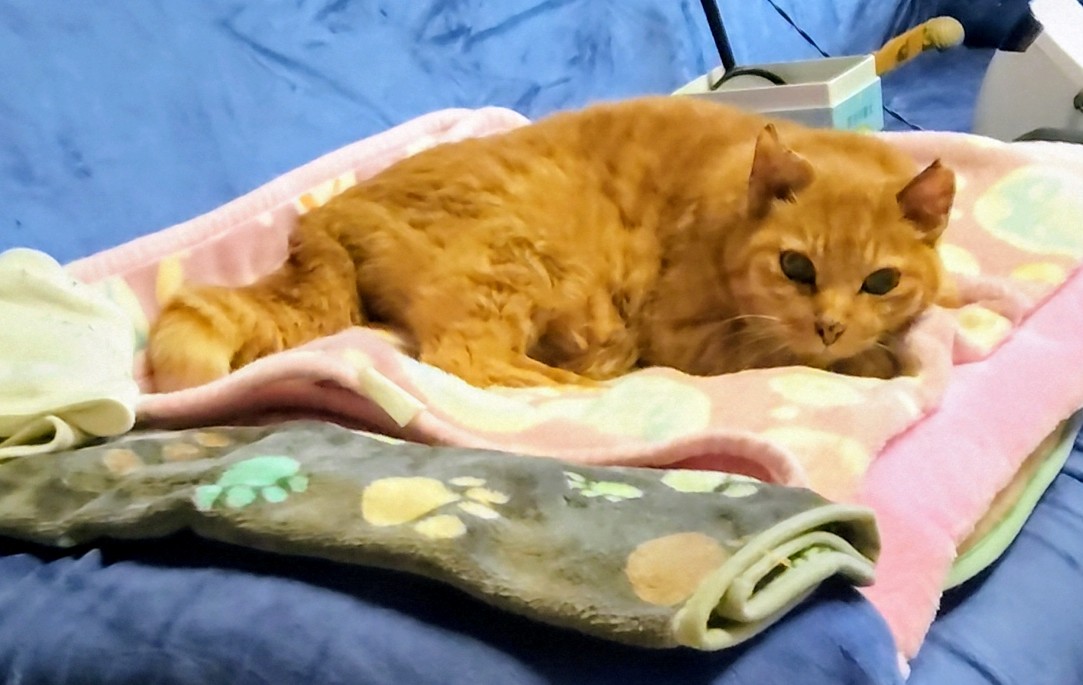 ちゃた😸😍 tweet media