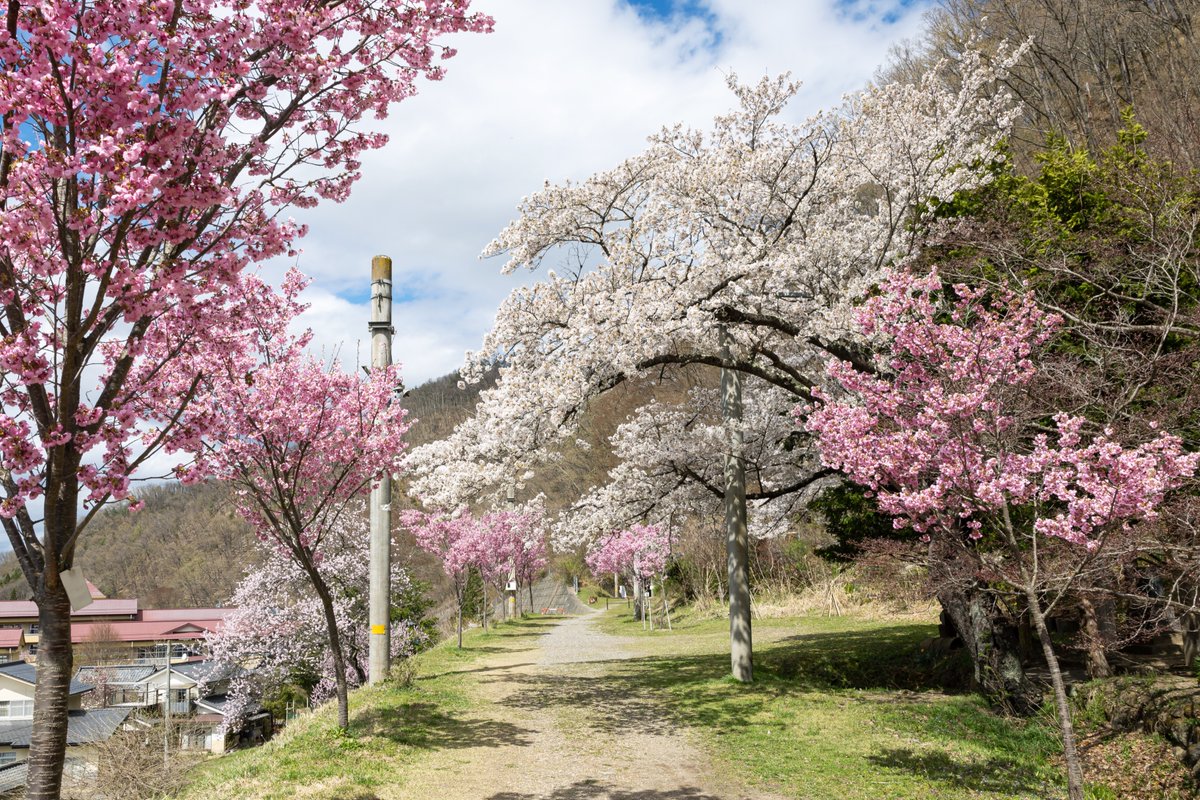 コスライ tweet media