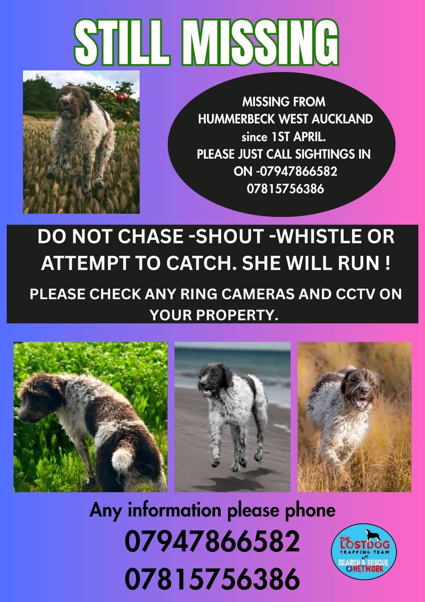 MakeChipsCount to Reunite Pets tweet media