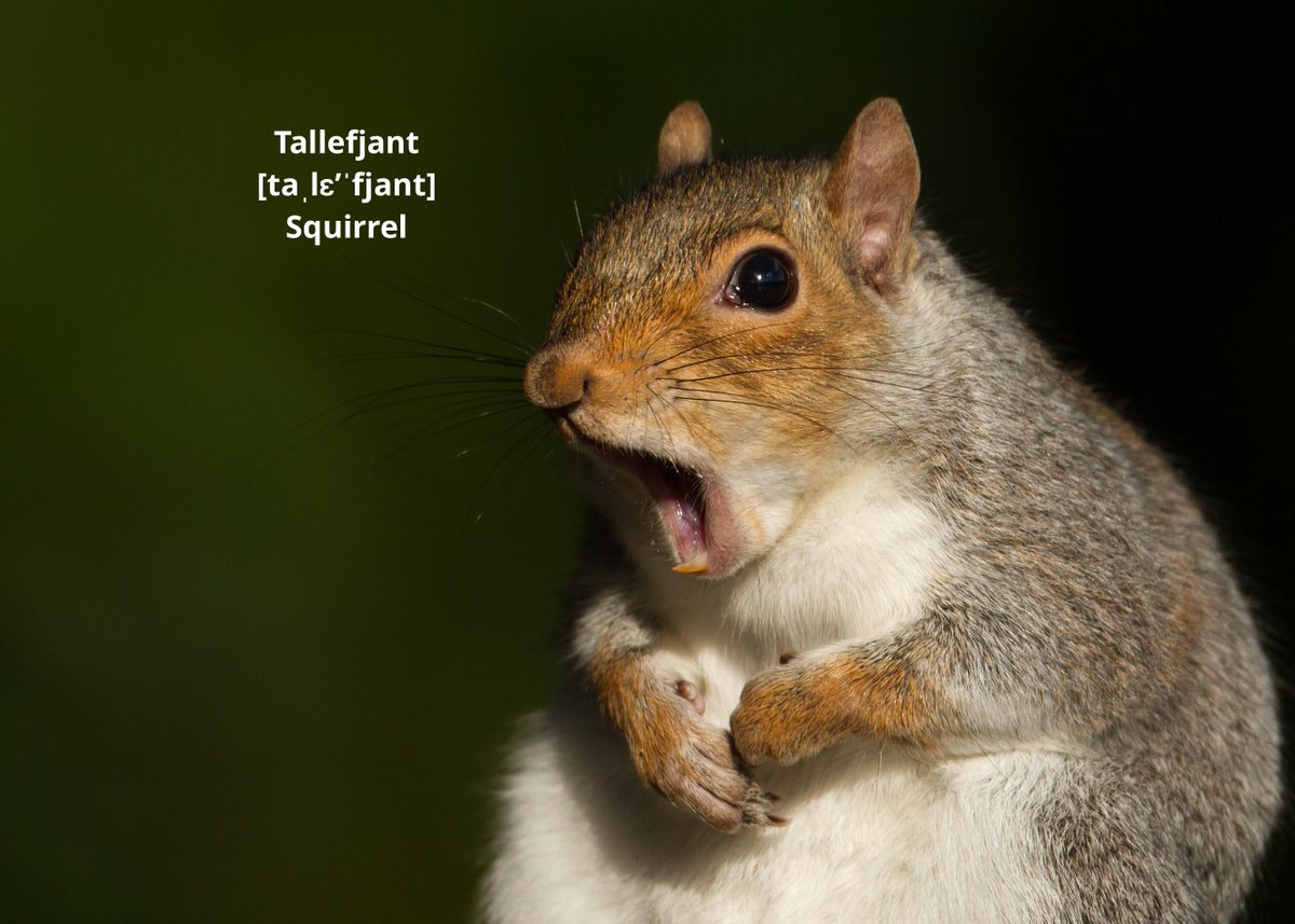 SpeakSwedish's tweet image. #Swedish animal of the day: #Tallefjant (#squirrel) is derived from 'Tall' (pine tree) + 'fjant' (silly, whimp) because of the movement pattern it usually expresses. This word is actually Norwegian originally.
#tallefjantig