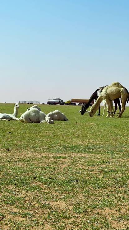 ماجد بن مهل tweet media