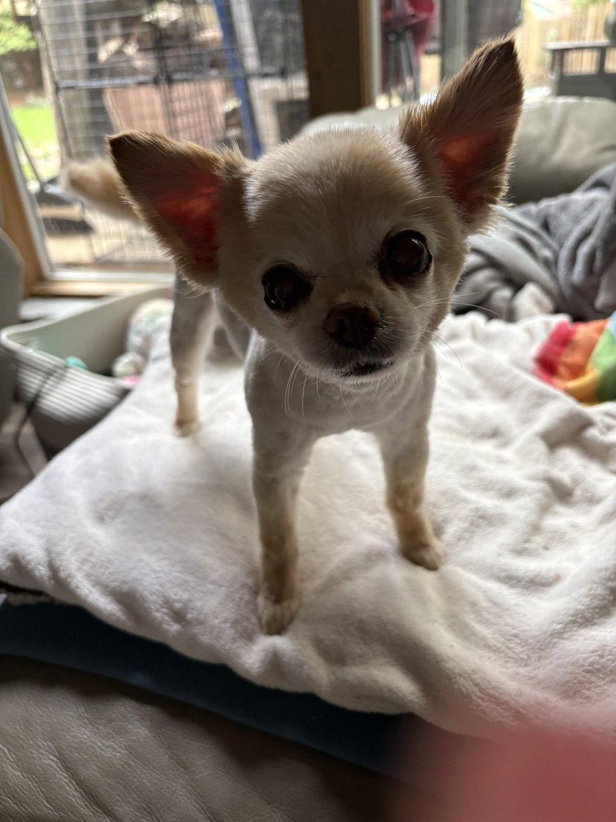 Jen Dent tweet media