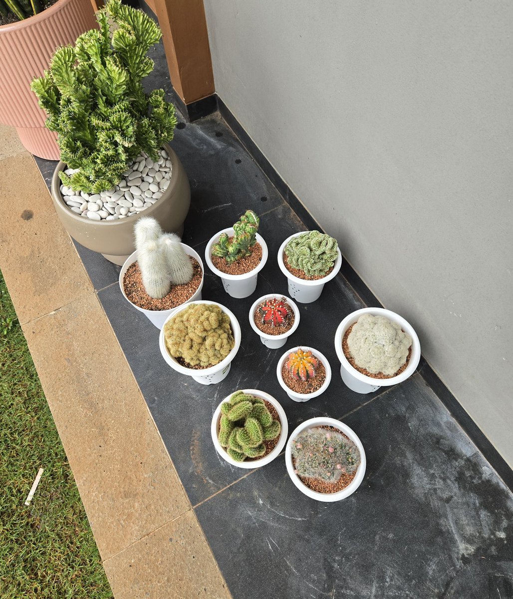 adinero.sol tweet media