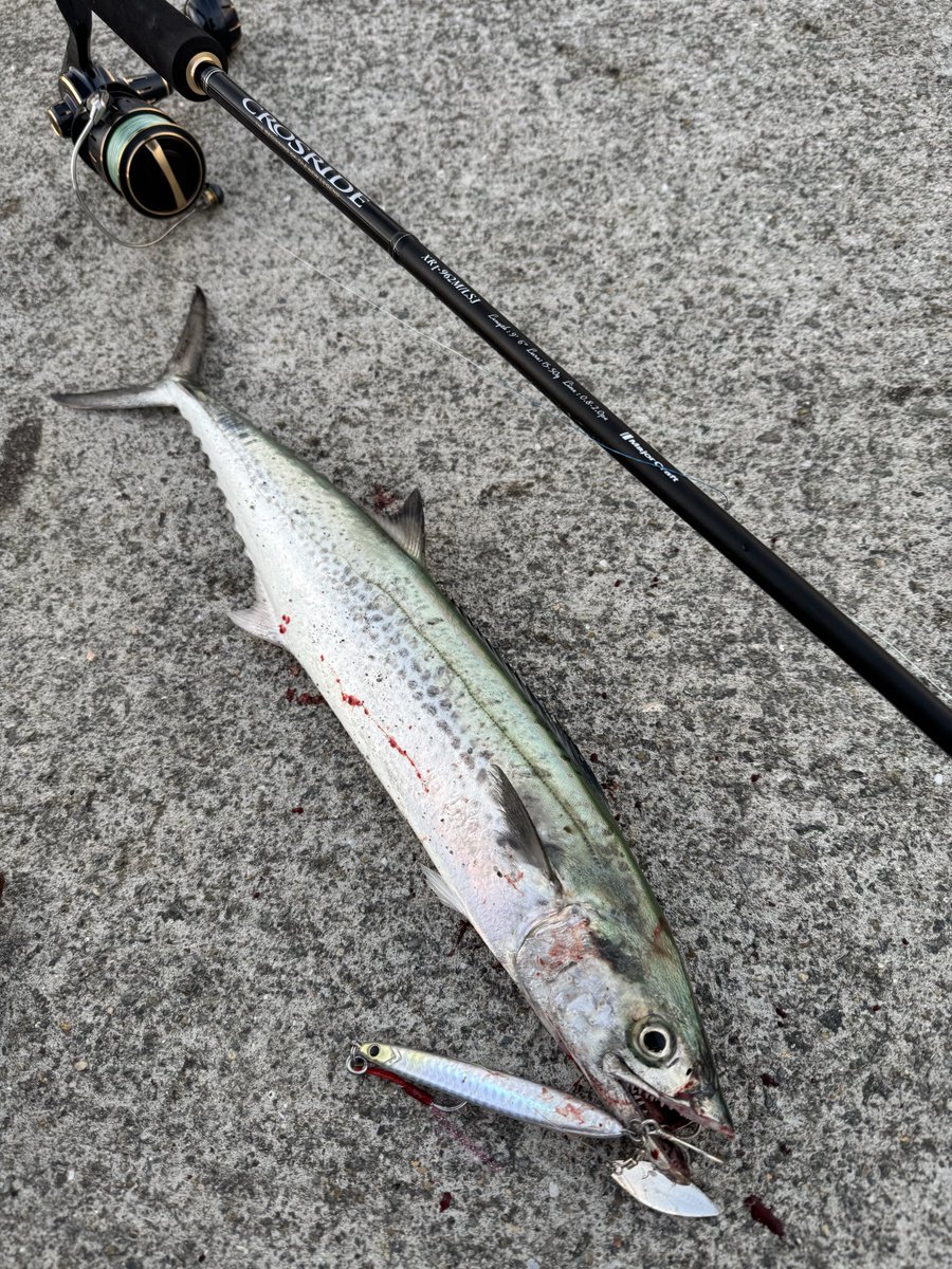 メジャークラフト株式会社 tweet media