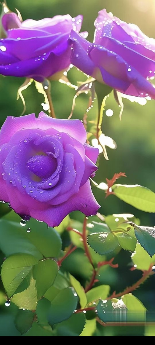 mohdali71488679's tweet image. "Home isn’t a place—it’s the warm lap, wagging tail, and purrs that greet you.  #PetLove #HomeWithPets"