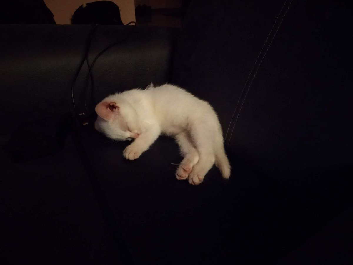 Курортмля tweet media