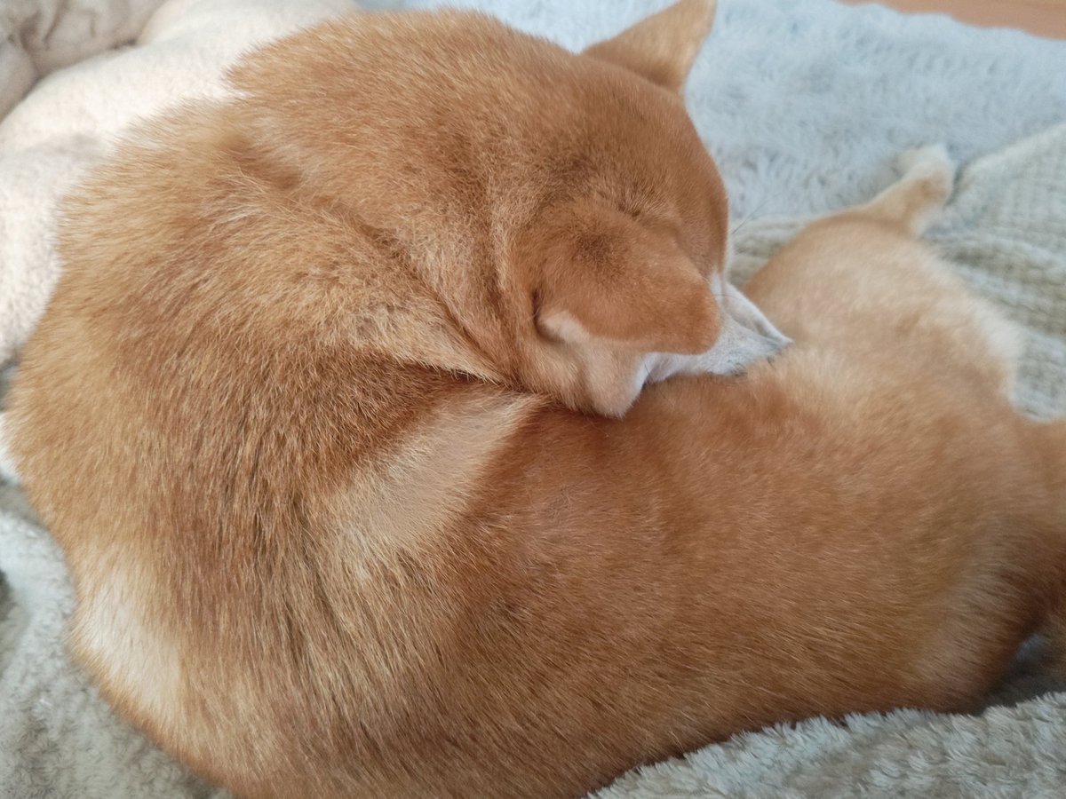 柴犬モナカのぐーたら日記 tweet media