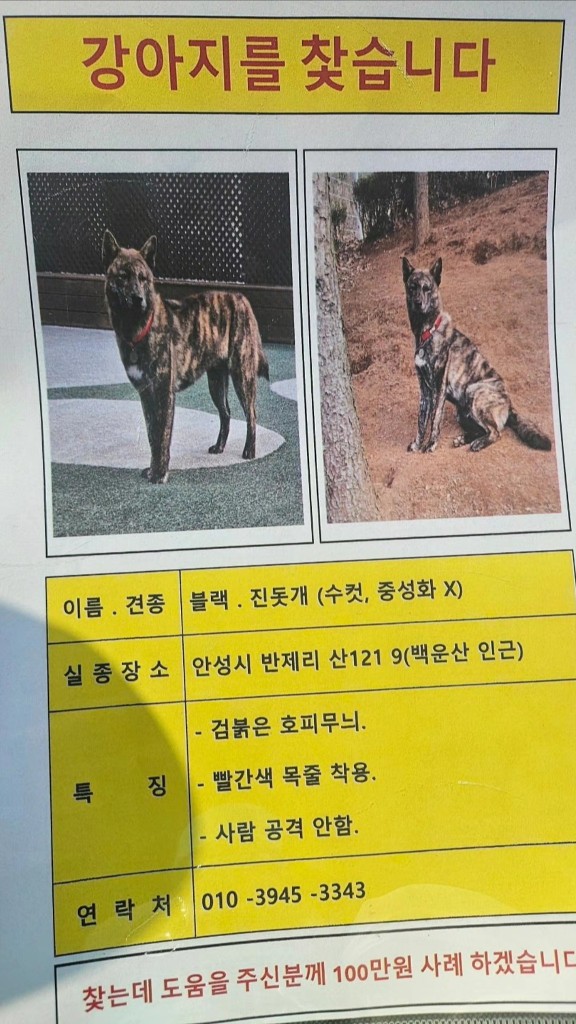 간헐적 짭스키 🐶르웬 🍼 tweet media