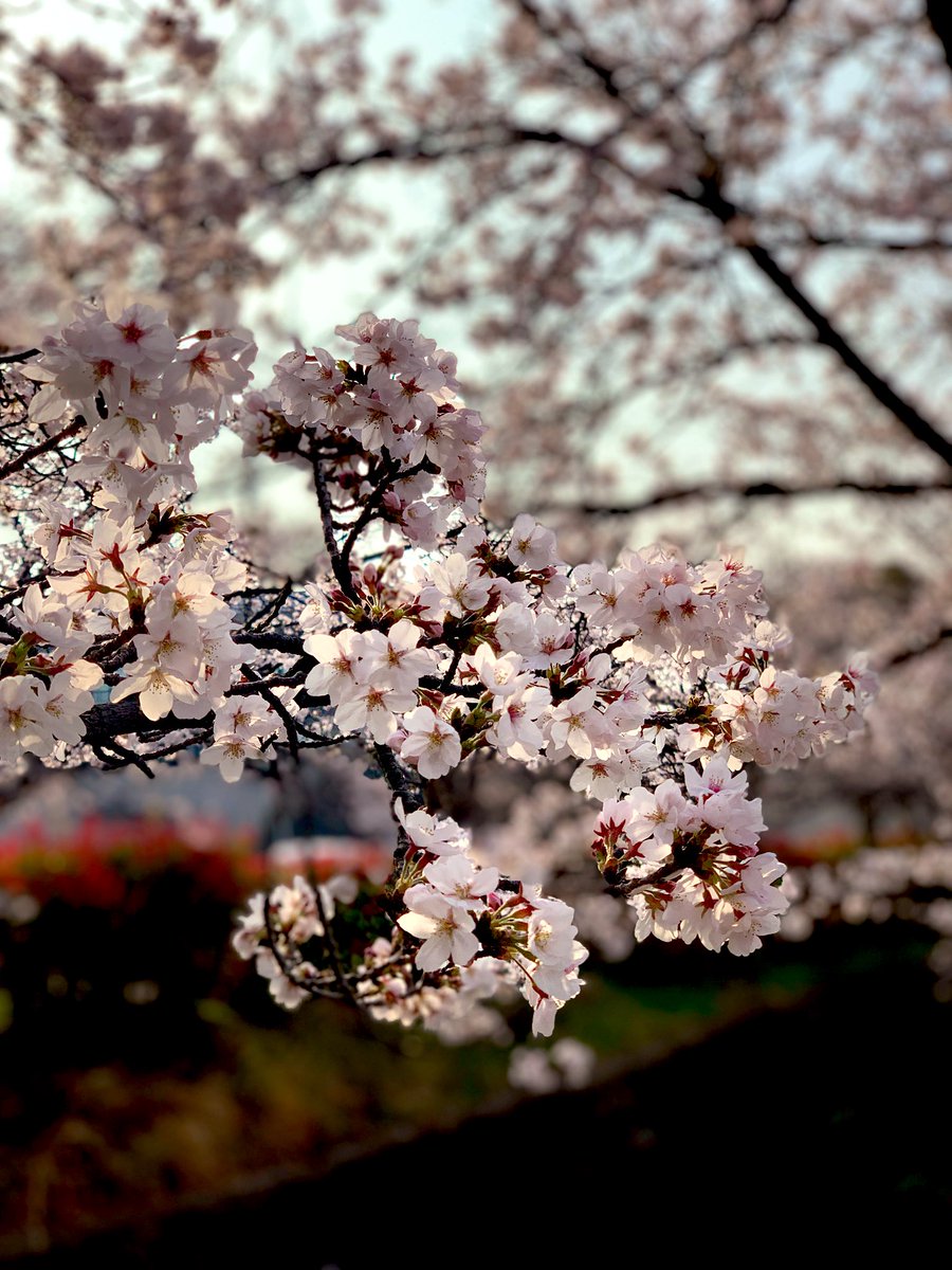 花田花太郎 tweet media