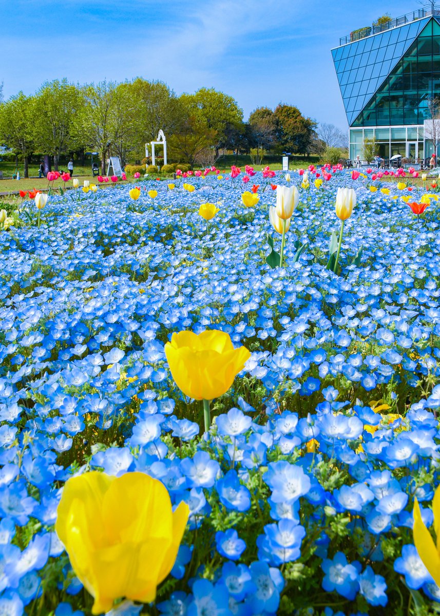 青い宝石のように輝く愛知のネモフィラ畑。