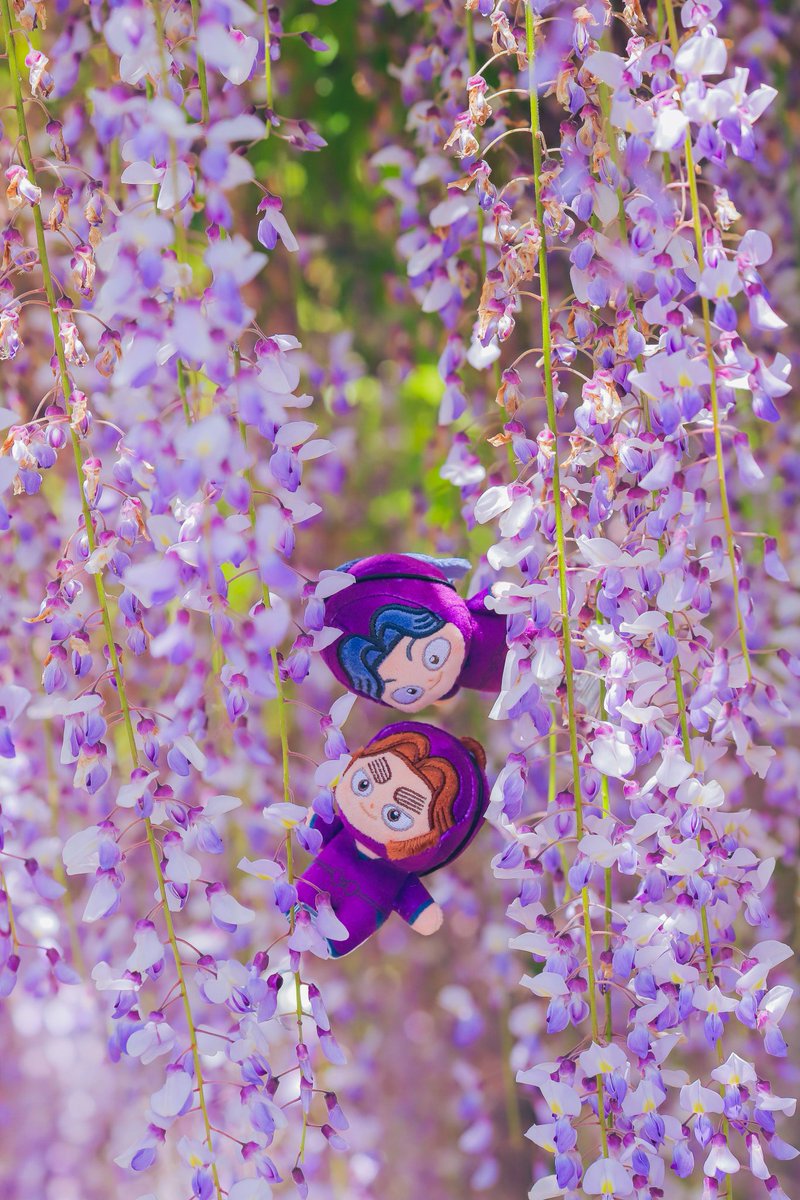 佐倉まつ tweet media