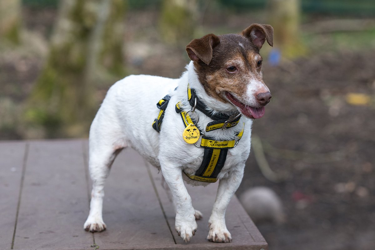 DogsTrust West Calder (Edinburgh) and Dundee tweet media