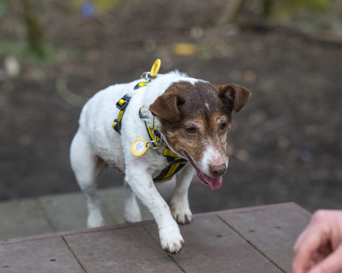 DogsTrust West Calder (Edinburgh) and Dundee tweet media