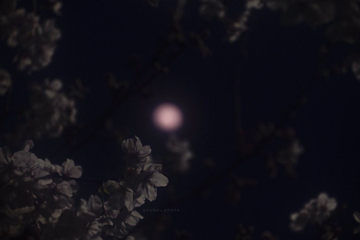 うずこ/𝚄𝚣𝚞𝚔𝚘 tweet media