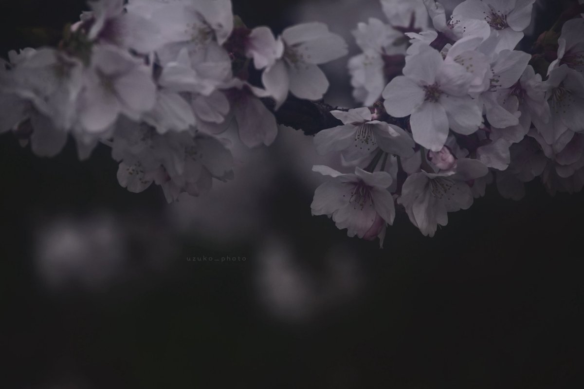 うずこ/𝚄𝚣𝚞𝚔𝚘 tweet media