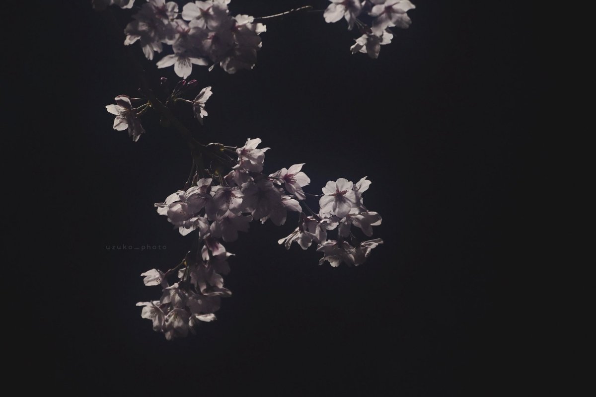 うずこ/𝚄𝚣𝚞𝚔𝚘 tweet media