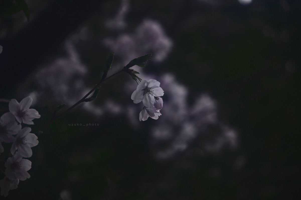 うずこ/𝚄𝚣𝚞𝚔𝚘 tweet media