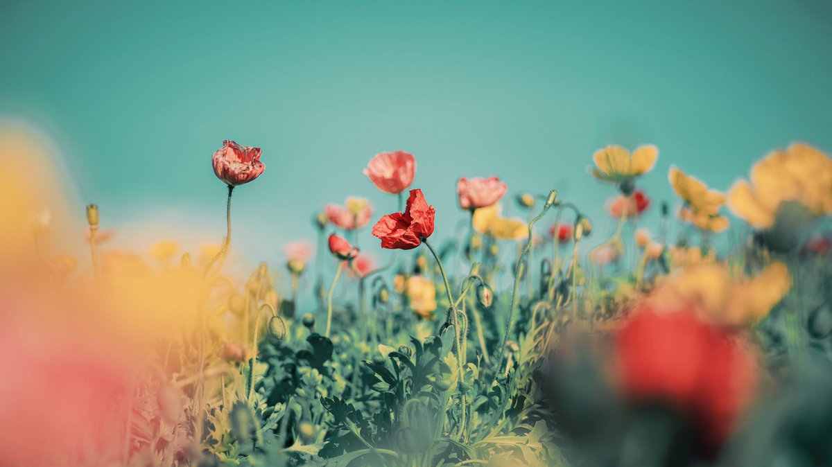 noco｜花の写真家 tweet media