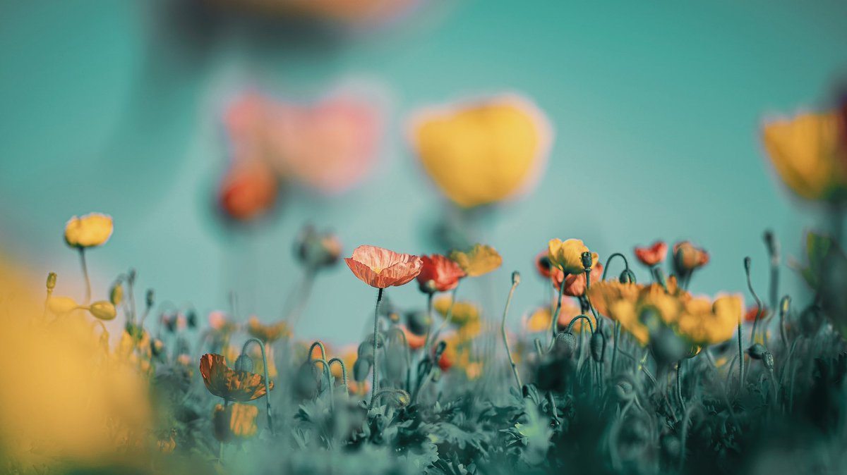 noco｜花の写真家 tweet media